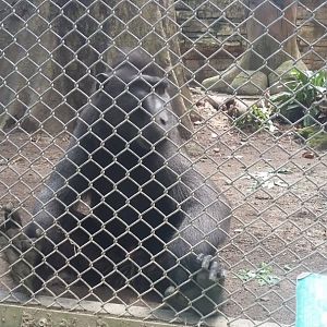 Celebes crested macaque (Macaca nigra)
