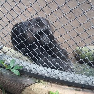Tonkean macaque (Macaca tonkeana)
