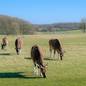 Passage through Asia (view, including banteng) : Whipsnade : 30 Mar 2025