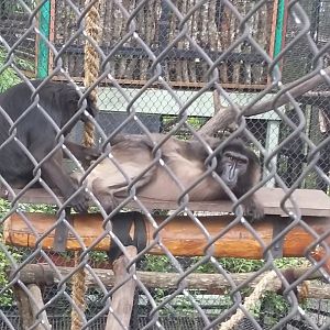 Heck's macaque (Macaca hecki)