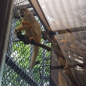 Guianan squirrel monkey (Saimiri sciureus)
