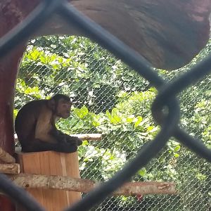 Tufted capuchin (Sapajus apella)
