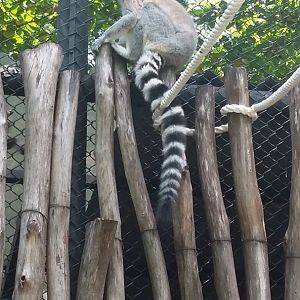 Ring-tailed lemur (Lemur catta)