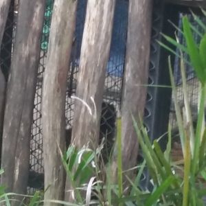 Common brown lemur (Eulemur fulvus)