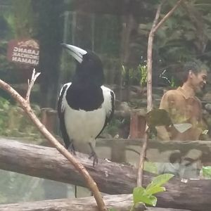 Hooded butcherbird (Cracticus cassicus)