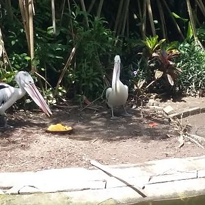 Australian pelican (Pelecanus conspicillatus)
