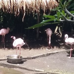 Lesser flamingo (Phoeniconaias minor)