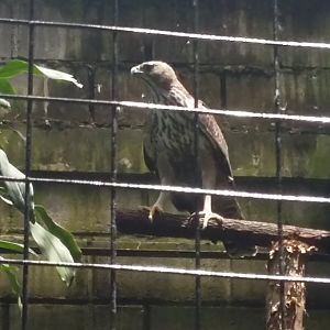 Sunda changeable hawk-eagle (Nisaetus cirrhatus limnaeetus)