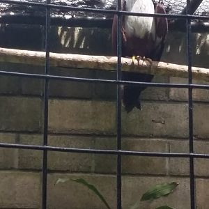 Southeast Asian brahminy kite (Haliastur indus intermedius)