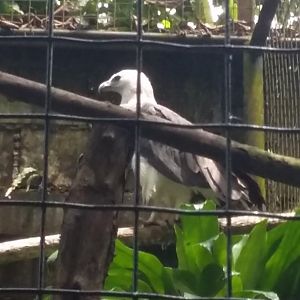 White-bellied sea eagle (Icthyophaga leucogaster)