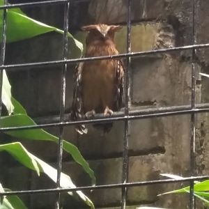 Buffy fish owl (Ketupa ketupu)