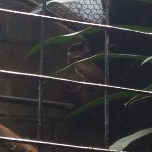 Barred eagle-owl (Ketupa sumatrana)