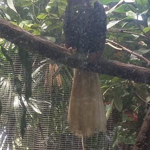 Rufous hornbill (Buceros hydrocorax)