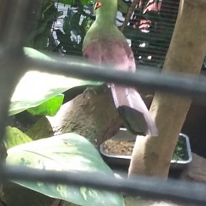Guinea turaco (Tauraco persa)