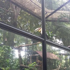 Wreathed hornbill (Rhyticeros undulatus)