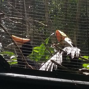 Rhinoceros hornbill (Buceros rhinoceros)