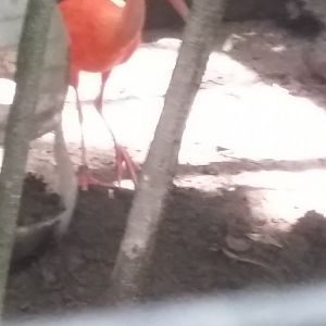 Scarlet ibis (Eudocimus ruber)