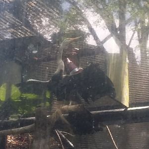 Oriental darter (Anhinga melanogaster)