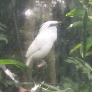 Bali myna (Leucopsar rothschildi)