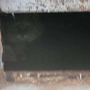 Purebred Chinese mountain cat “Huang Laotai”