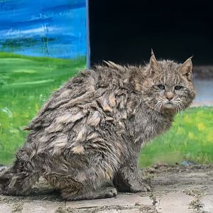 Purebred Chinese mountain cat “Huang PingAn”