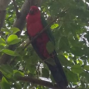 Moluccan king parrot (Alisterus amboinensis)