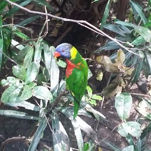 Coconut lorikeet (Trichoglossus haematodus)