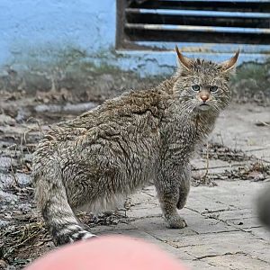 Hybrid Chinese mountain cat “HuangMiGao”