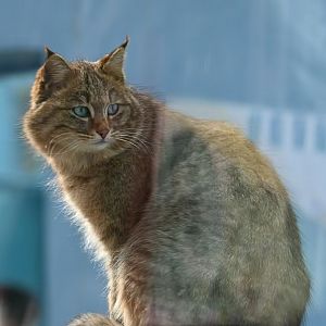 Hybrid Chinese mountain cat “QingHaiHu”