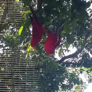 Red lory (Eos bornea)