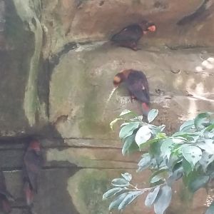 Dusky lory (Pseudeos fuscata)