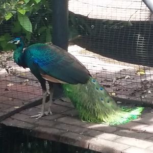 Green peafowl (Pavo muticus)