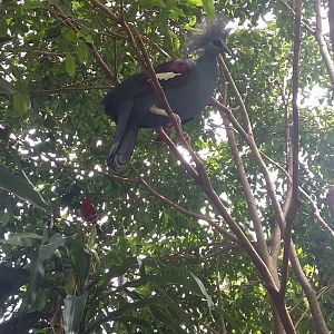 Western crowned pigeon (Goura cristata)