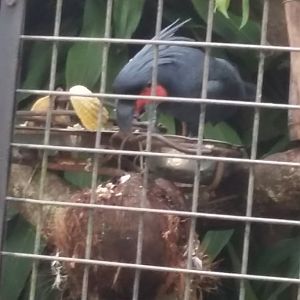 Palm cockatoo (Probosciger aterrimus)