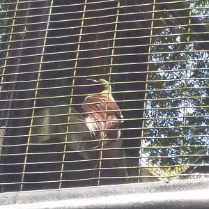 Lesser bird-of-paradise (Paradisaea minor)