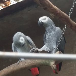 African grey parrot (Psittacus erithacus)