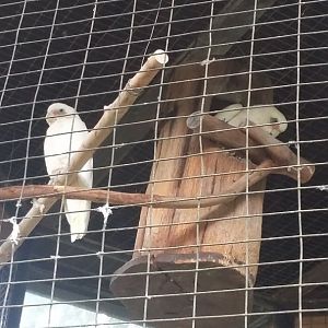 Little corella (Cacatua sanguinea)