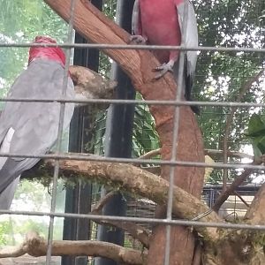 Galah (Eolophus roseicapilla)