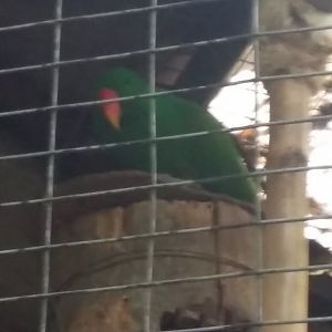 Moluccan eclectus parrot (Eclectus roratus)