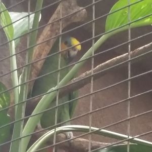 Turquoise-fronted amazon (Amazona aestiva)