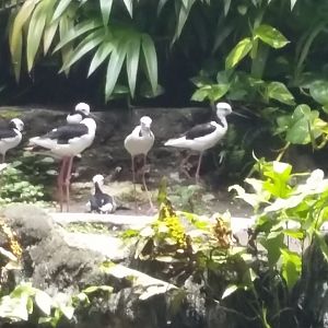 Pied stilt (Himantopus leucocephalus)