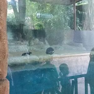 African penguin (Spheniscus demersus)