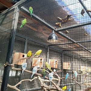 Budgerigar (Melopsittacus undulatus)