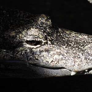 Chinese Alligator, 2017