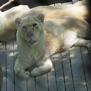 White African Lions, 2017