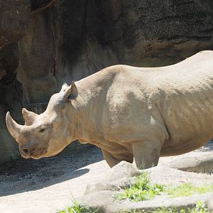 Eastern Black Rhinoceros, 2017