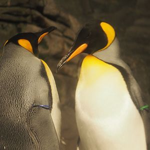 King Penguins, 2017