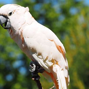Moluccan Cockatoo, 2017