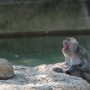 Japanese Macaque, 2017