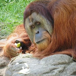 Sumatran Orangutan, 2017